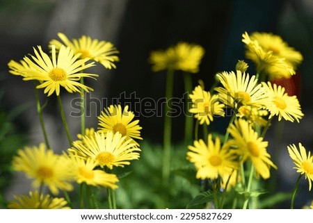 beautiful delicate yellow chamomile flowers, on a green background. large flower of field daisy. yellow flowers on the flowerbed. floral background. yellow chamomile in spring or summer, in the sun.