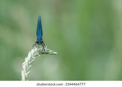 Beautiful Demoiselle. 24 2023. Surrey, UK.  - Powered by Shutterstock