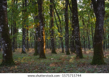 Beautiful dense oak forest in Foloi, Greece with green and orange foliage, different shapes of trees and branches and last light on a tree trunk coming from sunset during autumn.