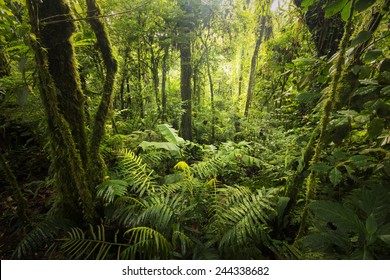 Beautiful, dense vegetation from the cloud-forests from Costa Rica.
