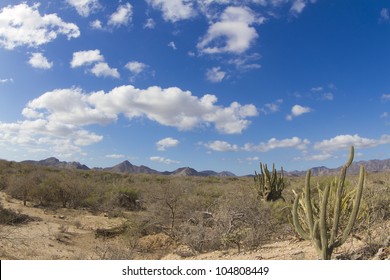 Beautiful Desert Landscape Of Baja California Sur, Mexico