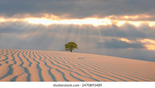 Beautiful desert landscape with lone tree sand dune in the foreground - Powered by Shutterstock