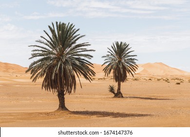 Beautiful Desert Landscape With Sand Dunes And Two Palm Trees. Travel In Morocco, Sahara, Merzouga. Nature Background.