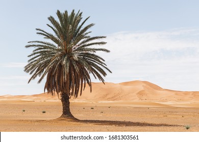 Beautiful desert landscape with sand dunes and one lonely palm. Travel in Morocco, Sahara, Merzouga. Nature background.