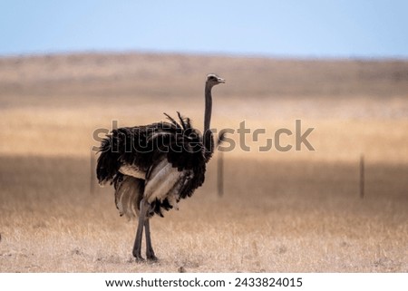 beautiful desert ostrich bird in natural conditions in a national park in Namibia