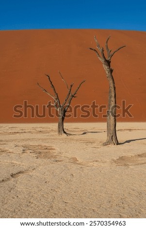 Similar – Image, Stock Photo gnarled Kokerboom tree