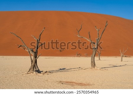 Similar – Image, Stock Photo gnarled Kokerboom tree