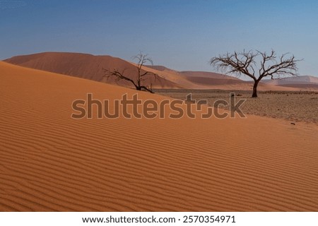 Similar – Image, Stock Photo gnarled Kokerboom tree