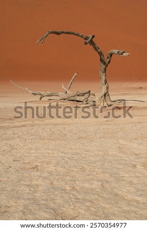 Similar – Image, Stock Photo gnarled Kokerboom tree