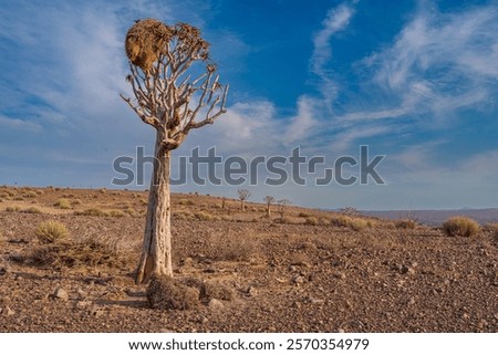 Similar – Image, Stock Photo gnarled Kokerboom tree