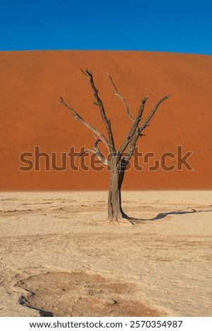 Similar – Image, Stock Photo gnarled Kokerboom tree