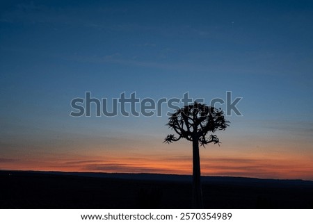 Similar – Image, Stock Photo gnarled Kokerboom tree