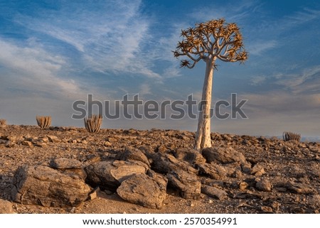 Image, Stock Photo gnarled Kokerboom tree