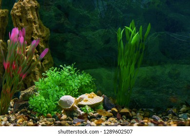 710 Koleksi Design Aquarium Decor HD Terbaik