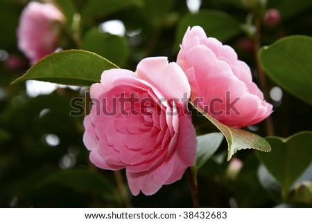 beautiful detail of the camelia flower on the bush