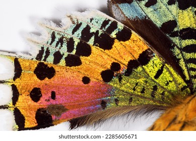 beautiful detail of colorful butterfly wings, the tiny scales of butterfly wings, colorful butterfly wings
