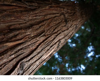 Beautiful detail of tree bark in a park in Prague
