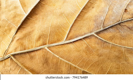 Beautiful Detail,Dried leaf texture and pattern.
