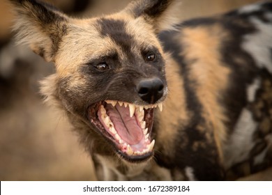 A beautiful detailed close up portrait headshot of an African Wild Dog with its mouth open, snarling and with its teeth bared, taken at sunset in the Madikwe Game Reserve in South Africa.