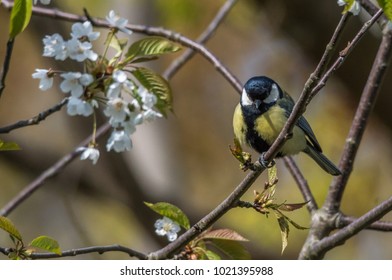 Beautiful detailed Great Tit (parus major) sitting on branch with white flowers pointing beak straight at camera. Lovely bokeh. Suitable as background, postcard, wallpaper etc.