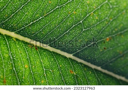 a beautiful detailed macro-photo of see through eucalyptus leaf
