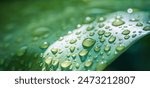 Beautiful details of nature. Morning dew drops on fresh green leaf. Summer nature macro pattern, fresh rain drops on green leaf. Peaceful tranquil ecology Beauty in nature. Relaxing soft blue green