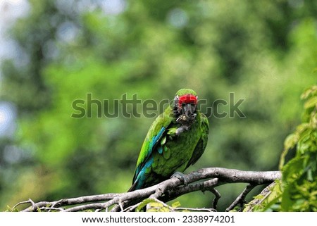 Beautiful details of a  red fronted macaw enjoying a walnut (Ara rubrogenys)- selective focus.