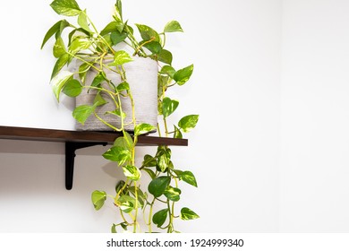 Beautiful Devil's Vine Or Devil's Ivy Plant In A Flowerpot On The Wooden Shelf