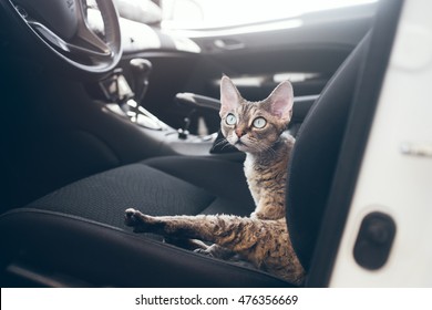 Beautiful Devon Rex Cat Is Sitting In A Car Seat. Cat Is Feeling Comfortable And Relaxed. Train Your Cat To Travel Together. Reducing Cat Stress During Car Rides. Cat Is Inside A Car. Travel With Pets