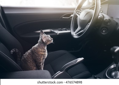 Beautiful Devon Rex Cat Is Sitting In A Car Seat. Cat Is Feeling Comfortable And Relaxed. Train Your Cat To Travel Together. Reducing Cat Stress During Car Rides. Cat Is Inside A Car. Travel With Pets