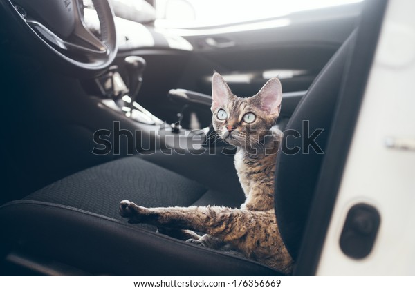 Beautiful Devon Rex cat is sitting in a car seat.\
Cat is feeling comfortable and relaxed. Train your cat to travel\
together. Reducing Cat Stress during Car Rides. Cat is inside a\
car. Travel with pets