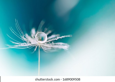 Beautiful dew drop of water on dandelion macro flower, soft selective focus on bright  blue and light  turquoise background. Amazing colorful artistic image of nature.