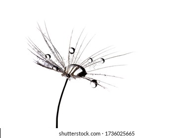 Beautiful Dew Drops On A Dandelion Seed Macro.isolated On A White Background