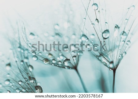 Beautiful dew drops on dandelion seed macro. soft blue background. Water drops on parachutes dandelion. Copy space. soft focus