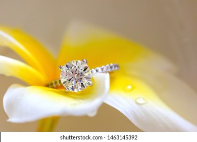 Beautiful Diamond Ring Resting On White Yellow Plumeria Flower