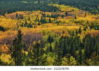 A Beautiful Display Of Early Fall Colors On The Road Between Estes Park And Central City, Colorado, USA