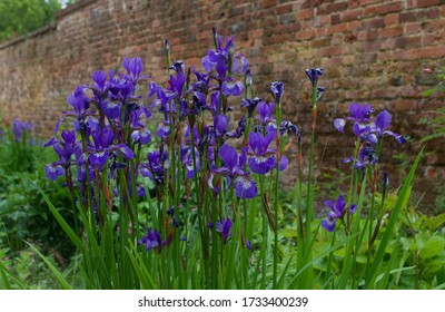 Beautiful Display Of Purple Irises Against Old Cottage Garden Wall