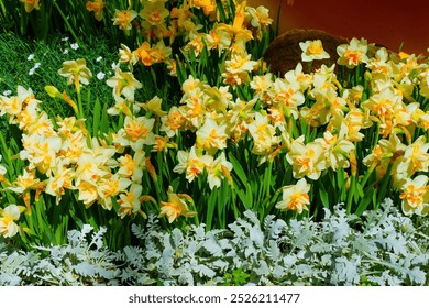 Beautiful display of yellow orchid flowers surrounded by green foliage and white plants in a garden setting. - Powered by Shutterstock