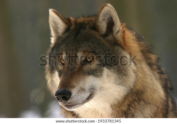 A beautiful\
and distinctive wolf face close-up\
