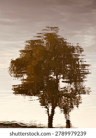 Beautiful distorted tree reflection on golden water surface with ripples. Serene artistic nature background.