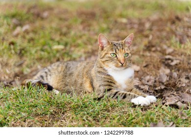 Beautiful Diva Cat Just Laying In An Amazing Nature