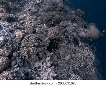 A beautiful and diverse coral reef grows in Wakatobi National Park, Indonesia