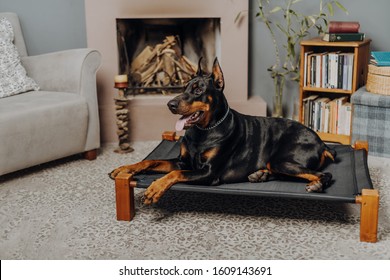 Beautiful Doberman Pincher Posing On A Bed 