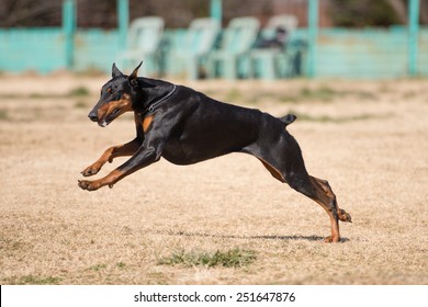 Beautiful Doberman Running