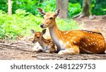 Beautiful doe and her fawn resting peacefully in a lush forest, showcasing the serene bond between mother and baby deer.