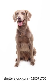 Dog Full Body Hd Stock Images Shutterstock