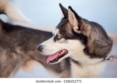 Beautiful dog of the Alaskan Clique breed. Mini husky dog. Beautiful puppy with blue eyes - Shutterstock ID 2186312771