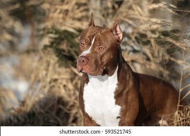 Beautiful dog American Pit Bull Terrier in nature