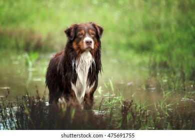 Beautiful Dog Australian Shepherd Standing In Water
