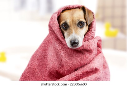 beautiful dog in a bath towel. peeps muzzle. Bathroom interior on background